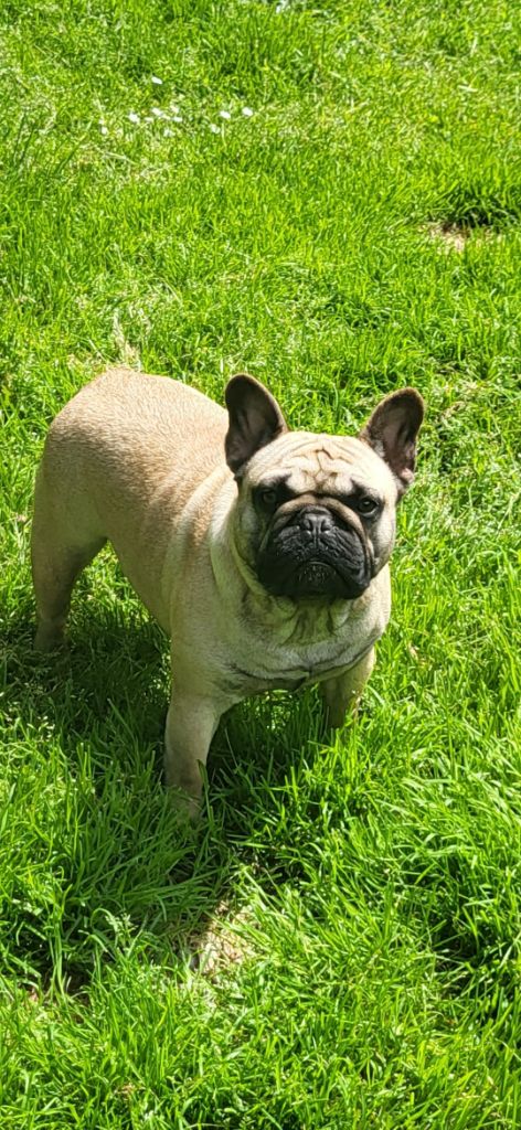 Tootsie De La Riad Des Petits Nounours