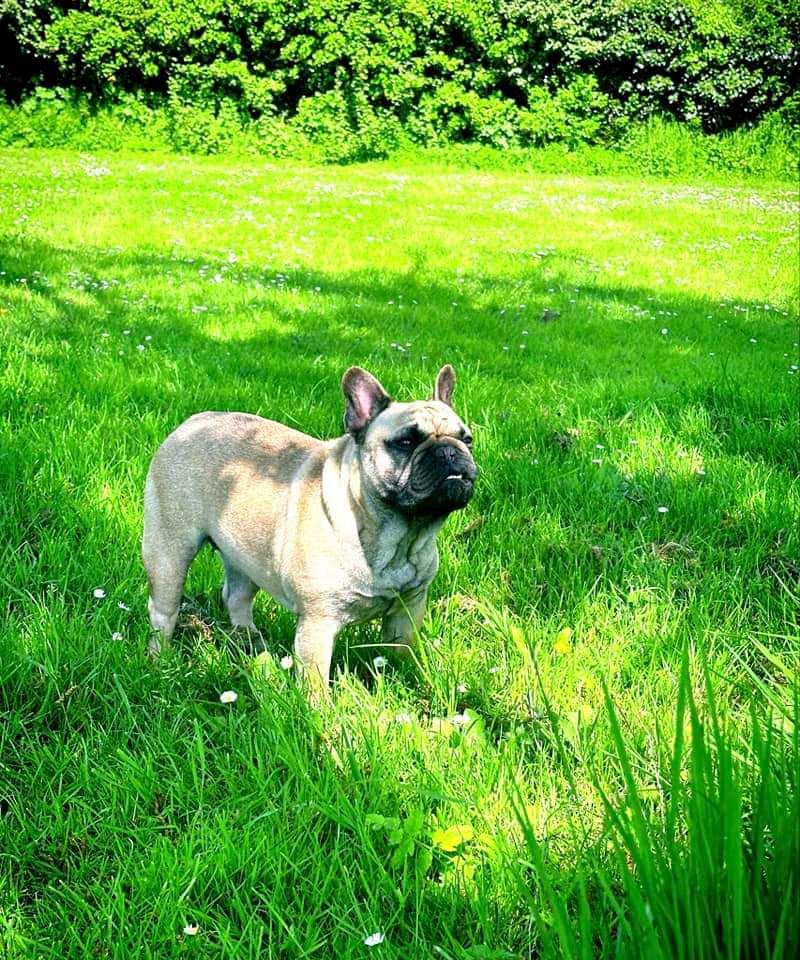 Tootsie De La Riad Des Petits Nounours