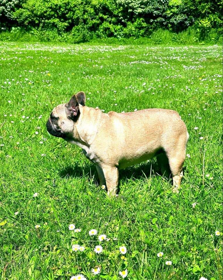 Tootsie De La Riad Des Petits Nounours