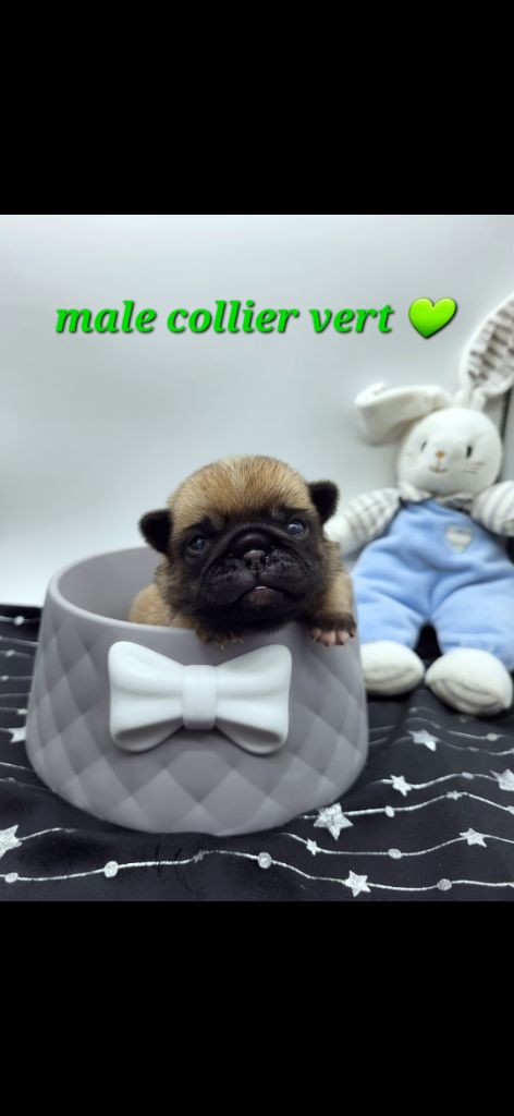 Pascale Bessy - Chiot disponible  - Carlin