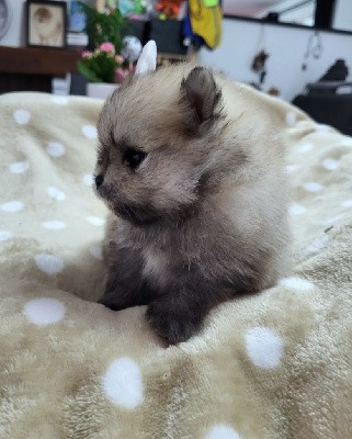 CHIOT sable 