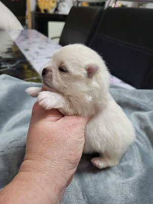 CHIOT blanc 