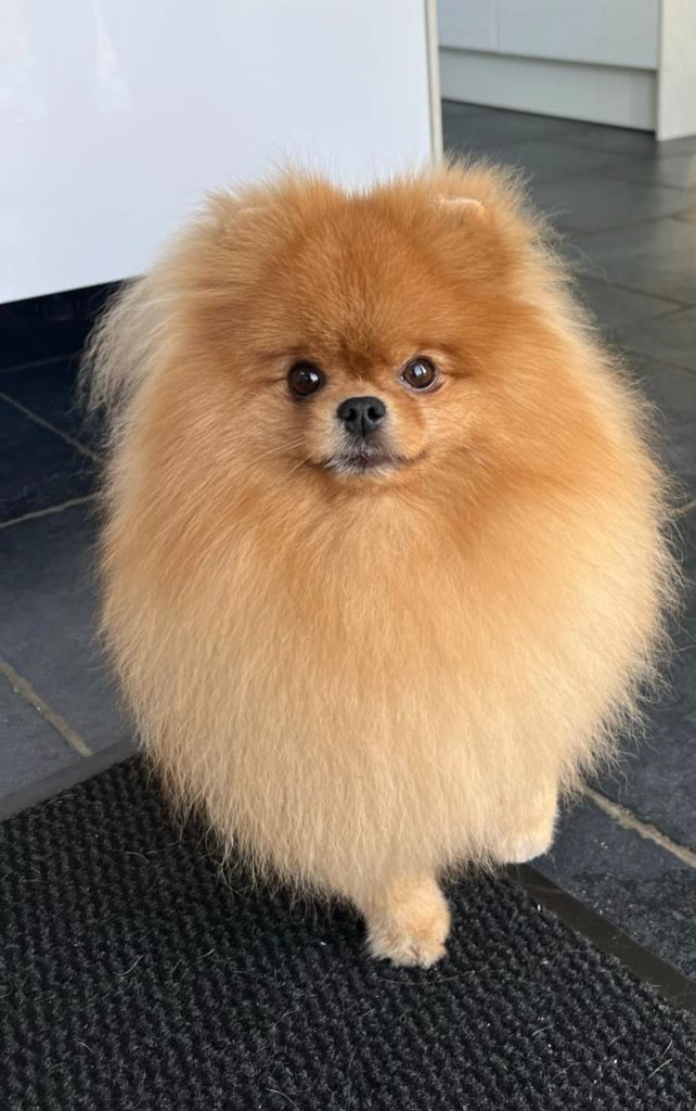 Pom Of The Gang Fatale