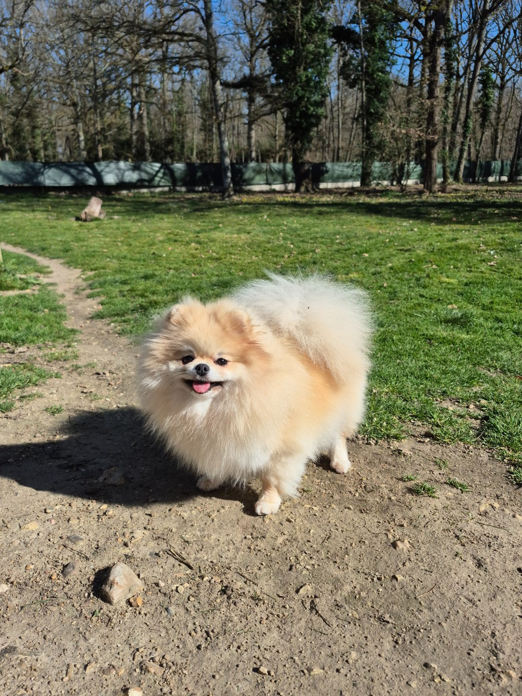 veles starlight Shic of life