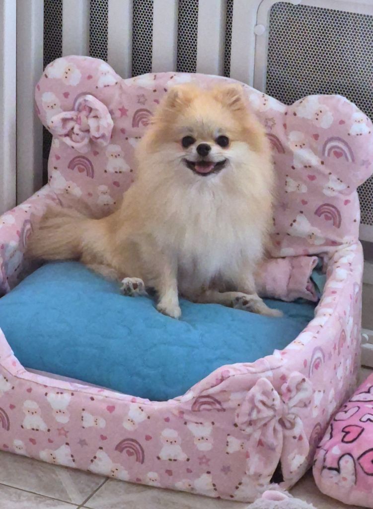 veles starlight Shic of life