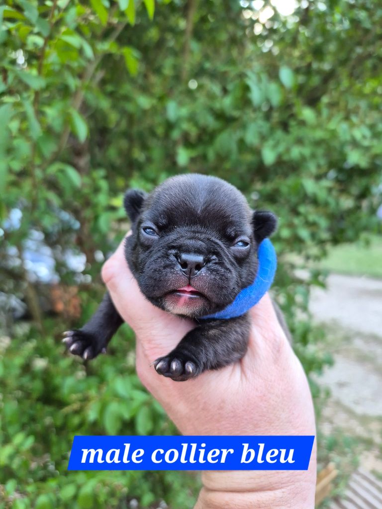 Pascale Bessy - Chiots disponibles - Bouledogue français