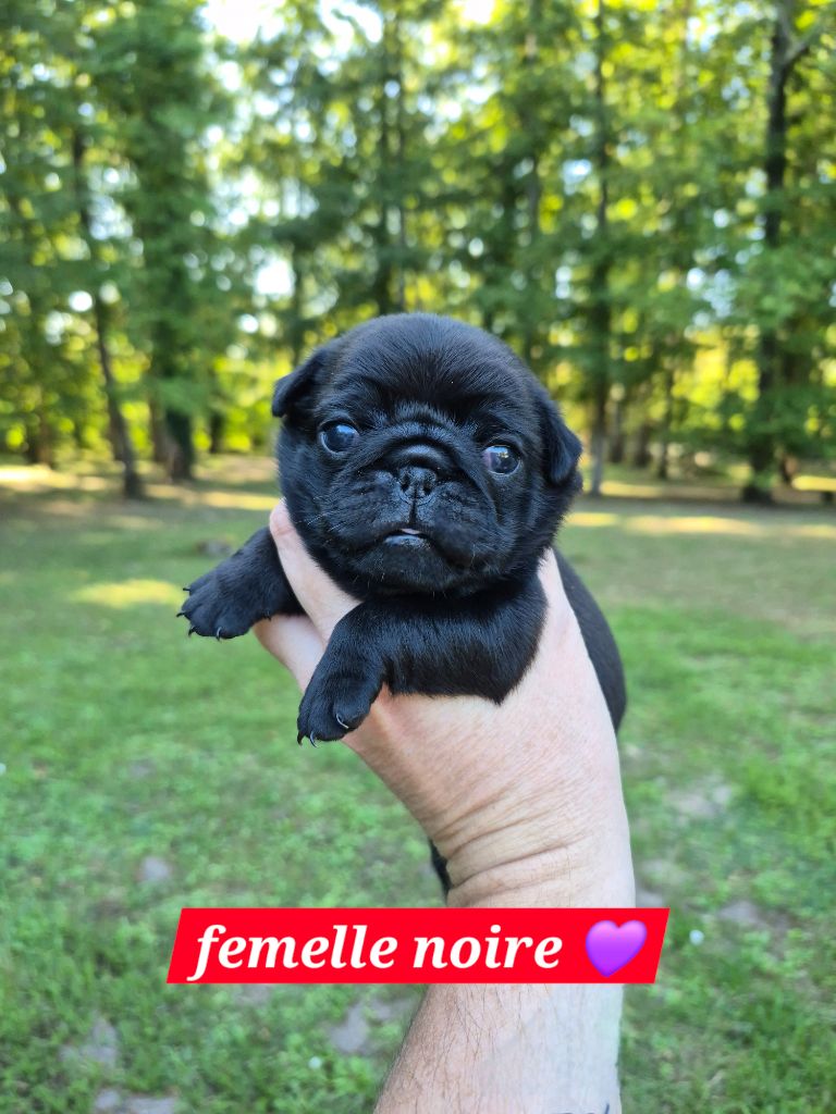 Pascale Bessy - Chiots disponibles - Carlin