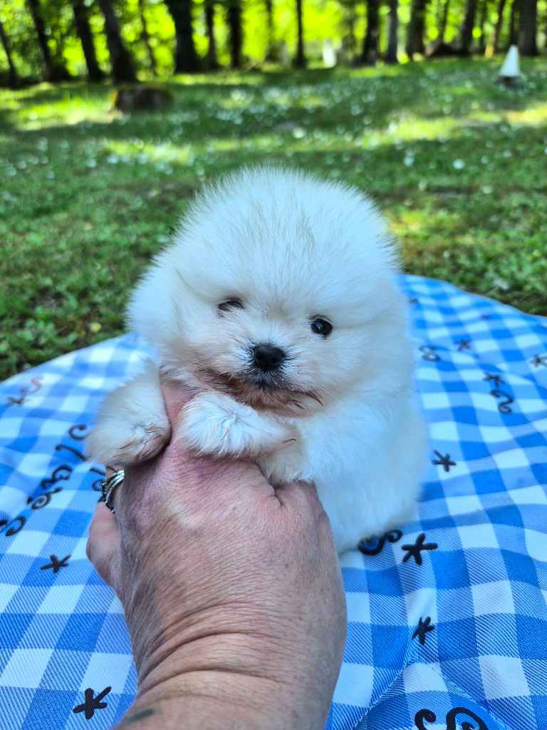 Pascale Bessy - Chiots disponibles - Spitz allemand
