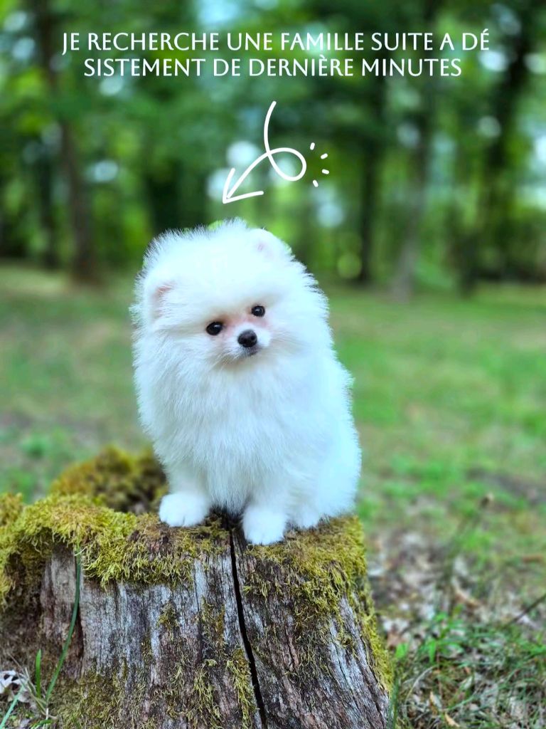 Pascale Bessy - Chiots disponibles - Spitz allemand
