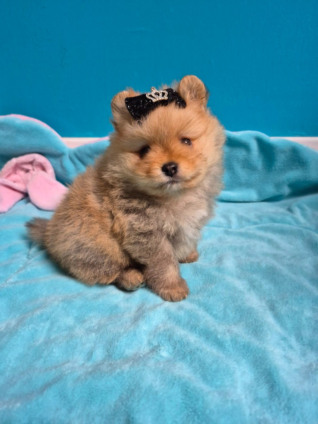 Pascale Bessy - Chiots disponibles - Spitz allemand