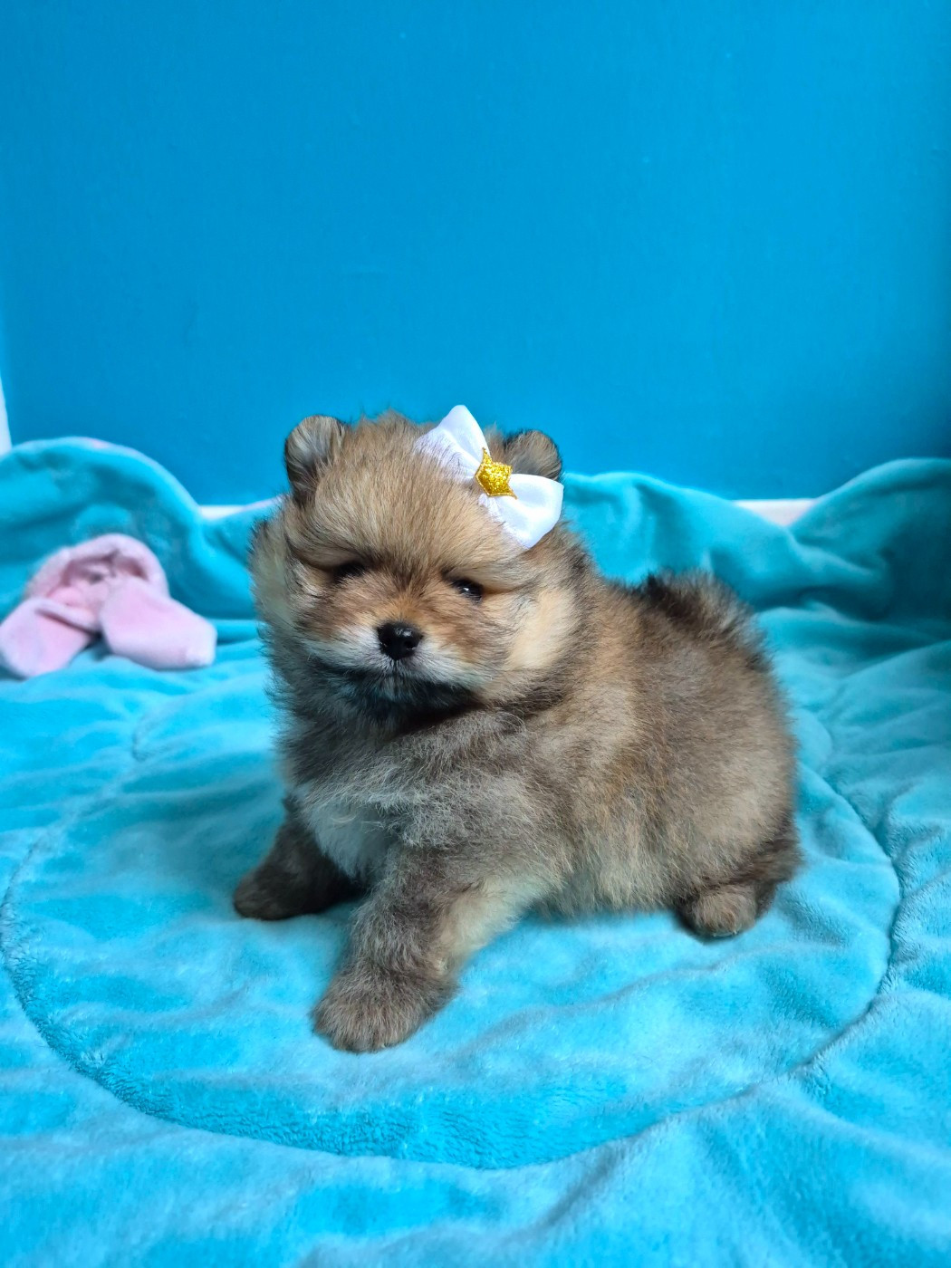 Pascale Bessy - Chiots disponibles - Spitz allemand