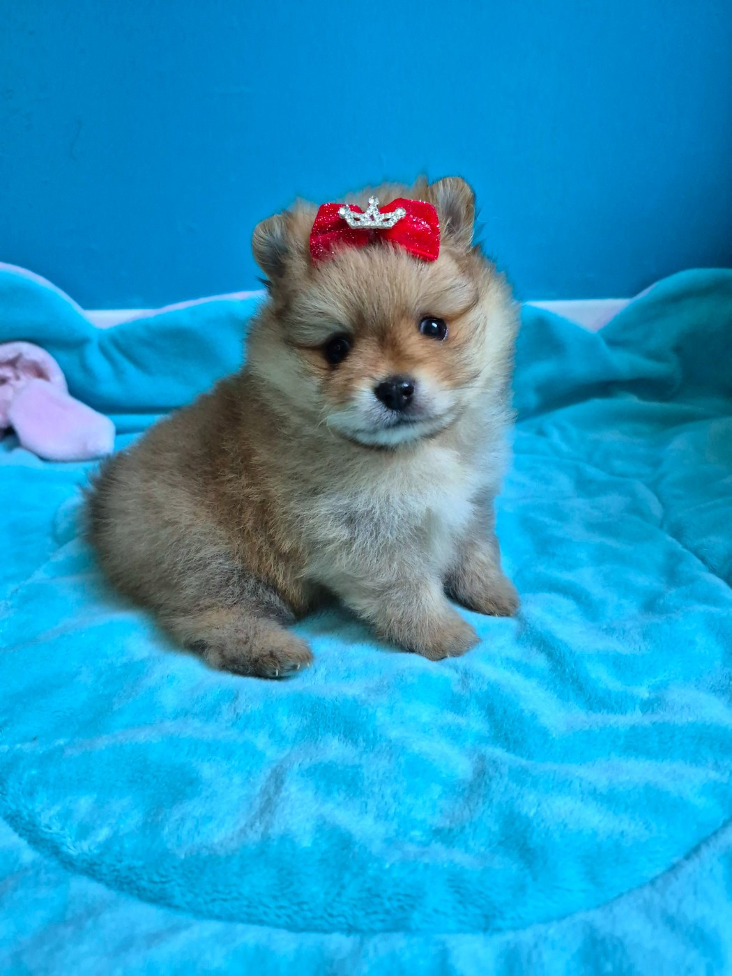 Pascale Bessy - Chiots disponibles - Spitz allemand