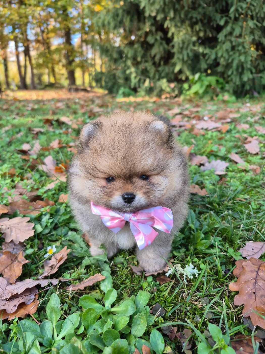 Pascale Bessy - Chiots disponibles - Spitz allemand