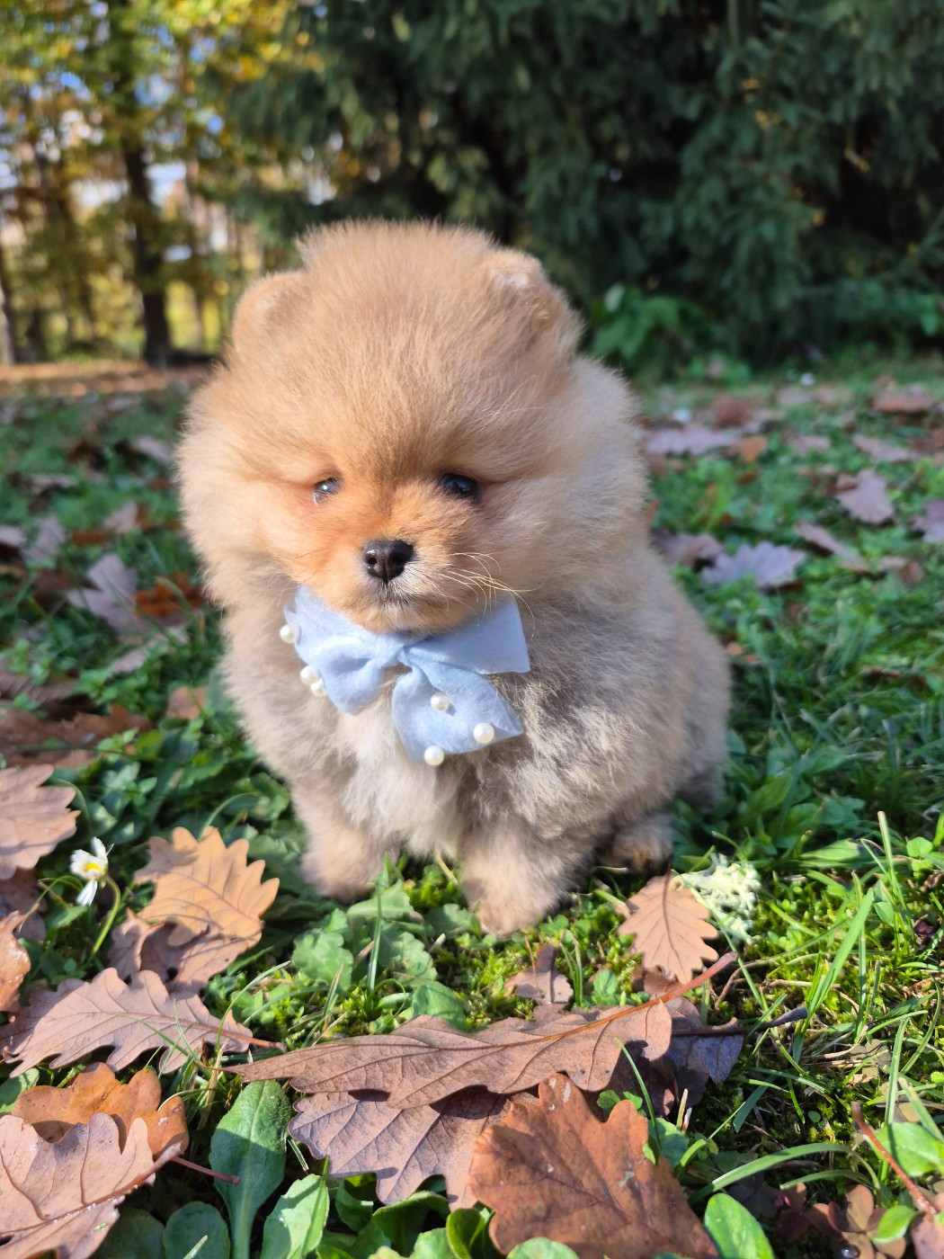 Pascale Bessy - Chiots disponibles - Spitz allemand