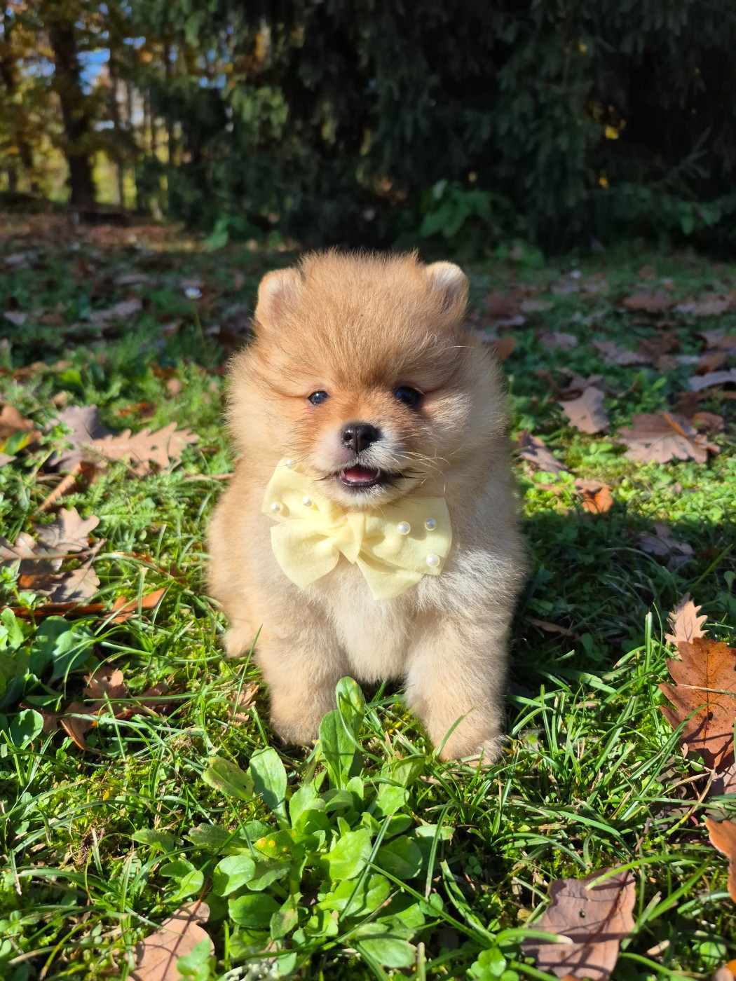 Pascale Bessy - Chiots disponibles - Spitz allemand