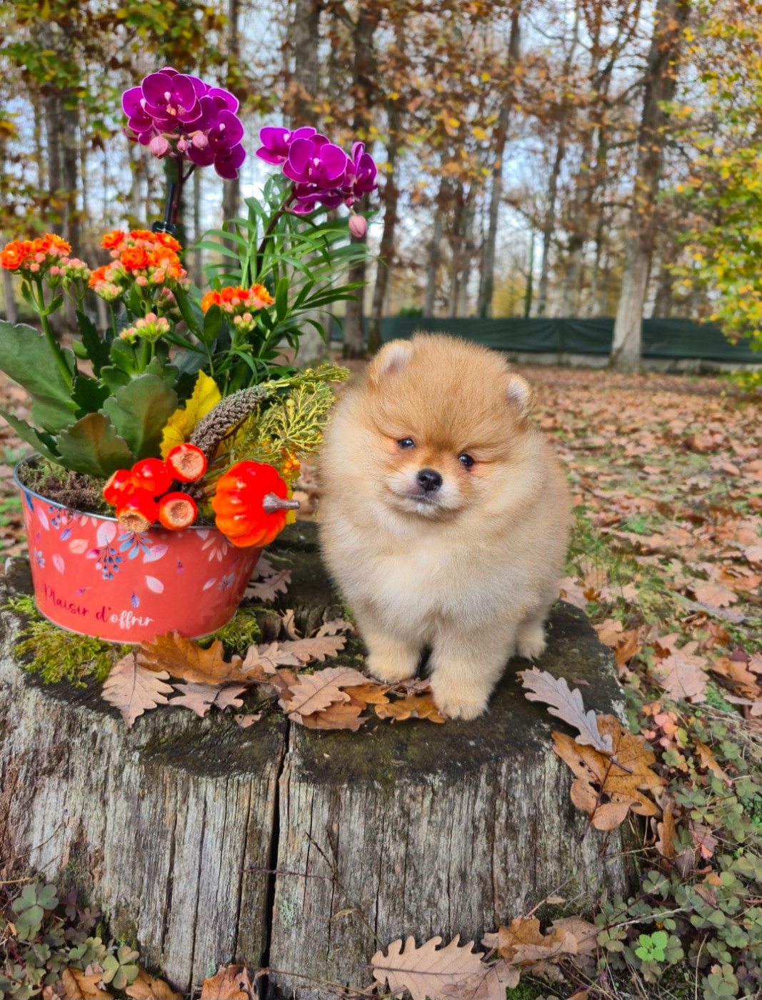 Pascale Bessy - Chiots disponibles - Spitz allemand