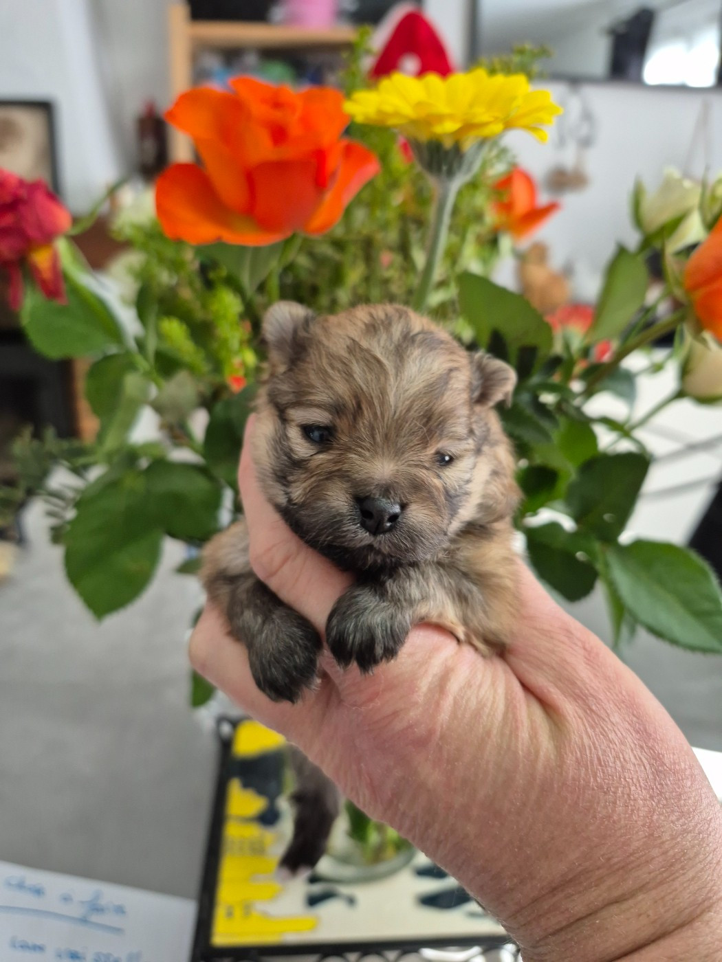 Pascale Bessy - Chiots disponibles - Spitz allemand