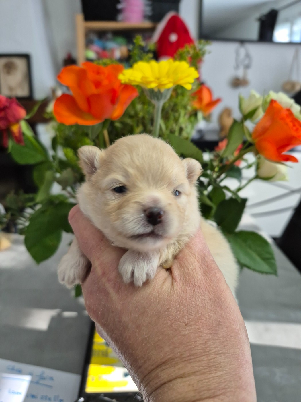 Pascale Bessy - Chiots disponibles - Spitz allemand