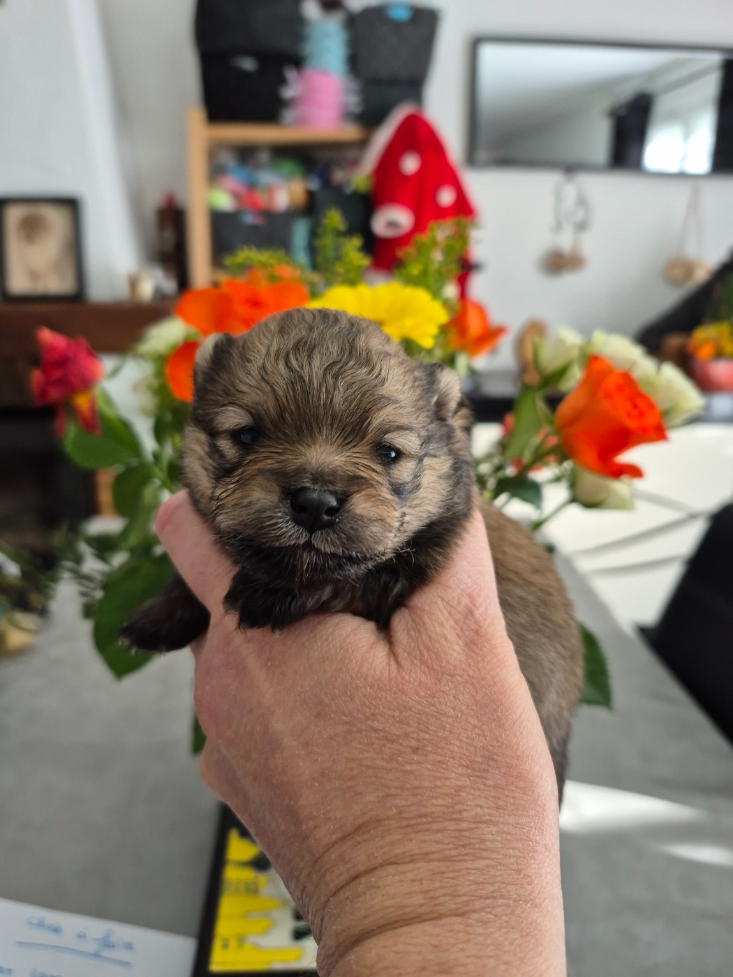 Pascale Bessy - Chiots disponibles - Spitz allemand