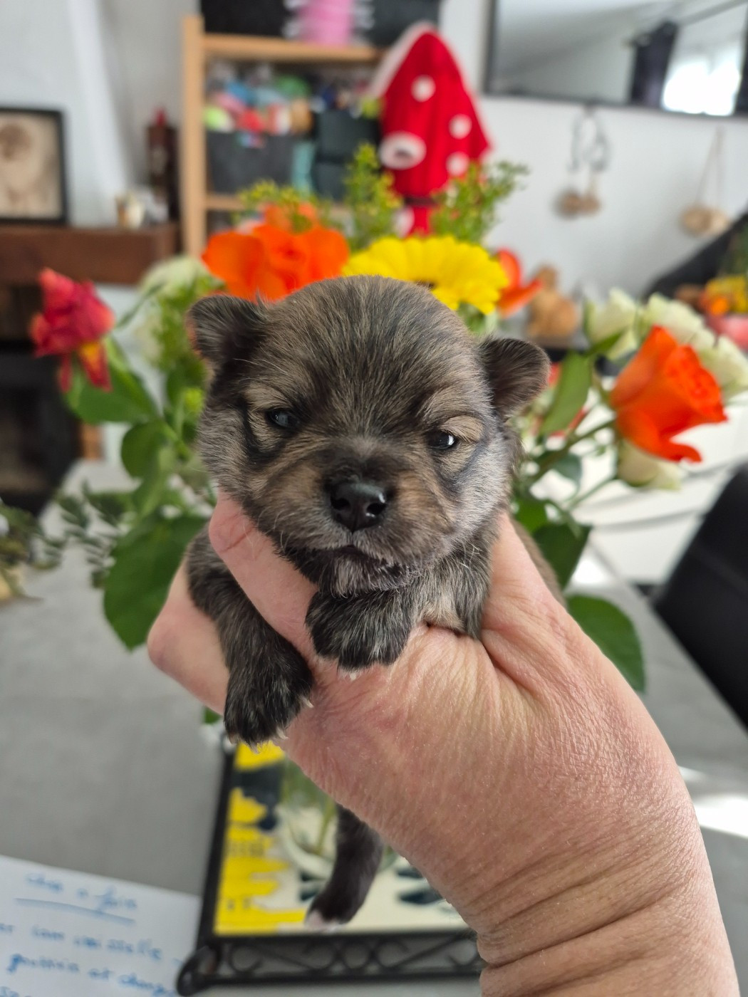 Pascale Bessy - Chiots disponibles - Spitz allemand