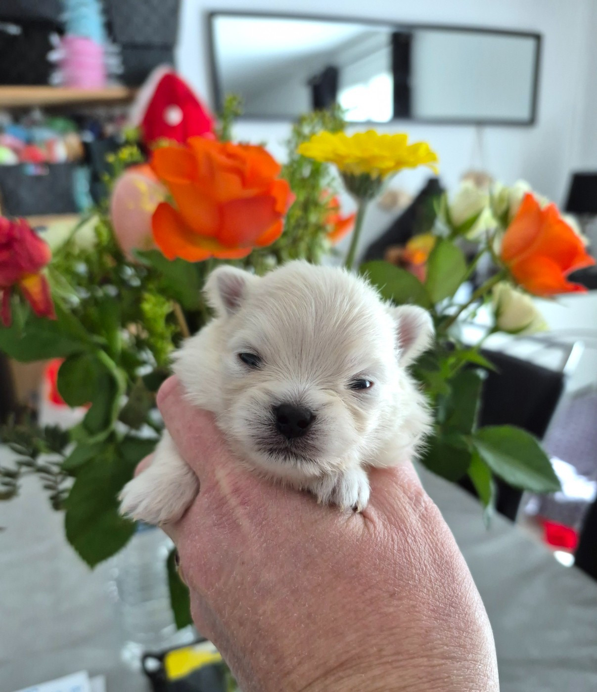 Pascale Bessy - Chiots disponibles - Spitz allemand