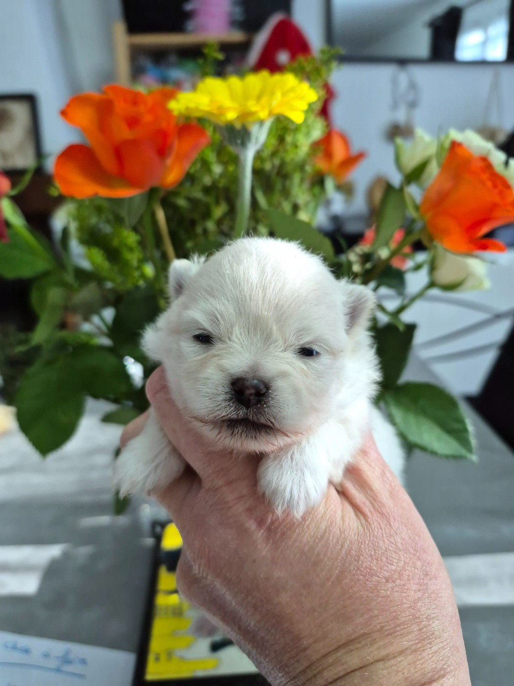 Pascale Bessy - Chiots disponibles - Spitz allemand