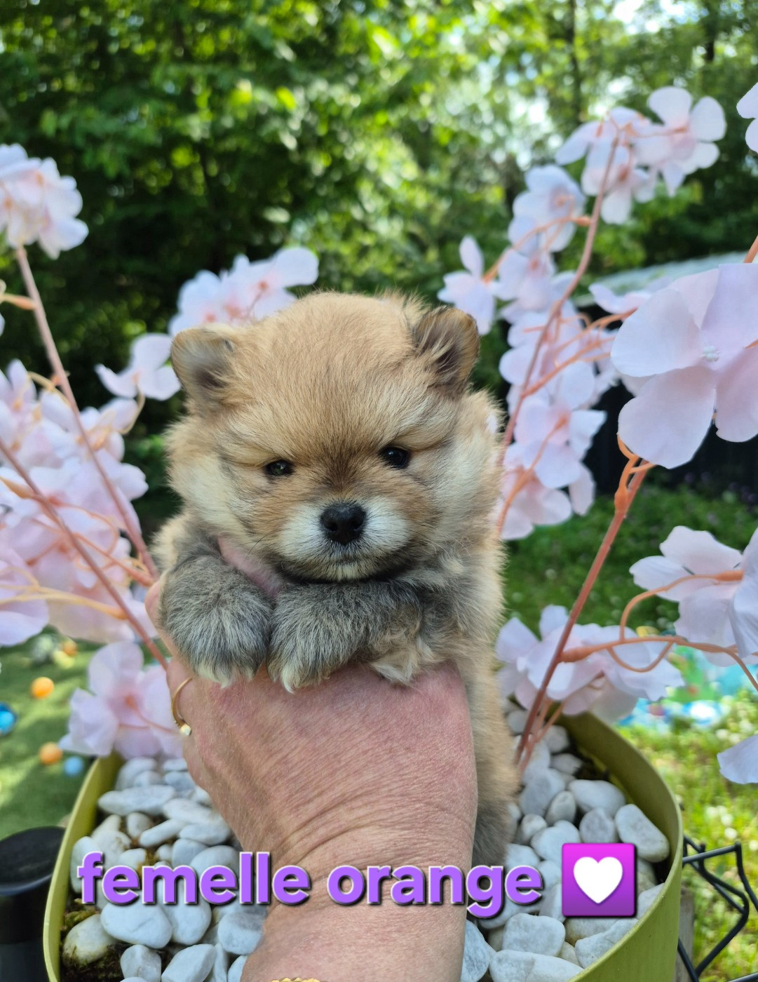 Pascale Bessy - Chiots disponibles - Spitz allemand