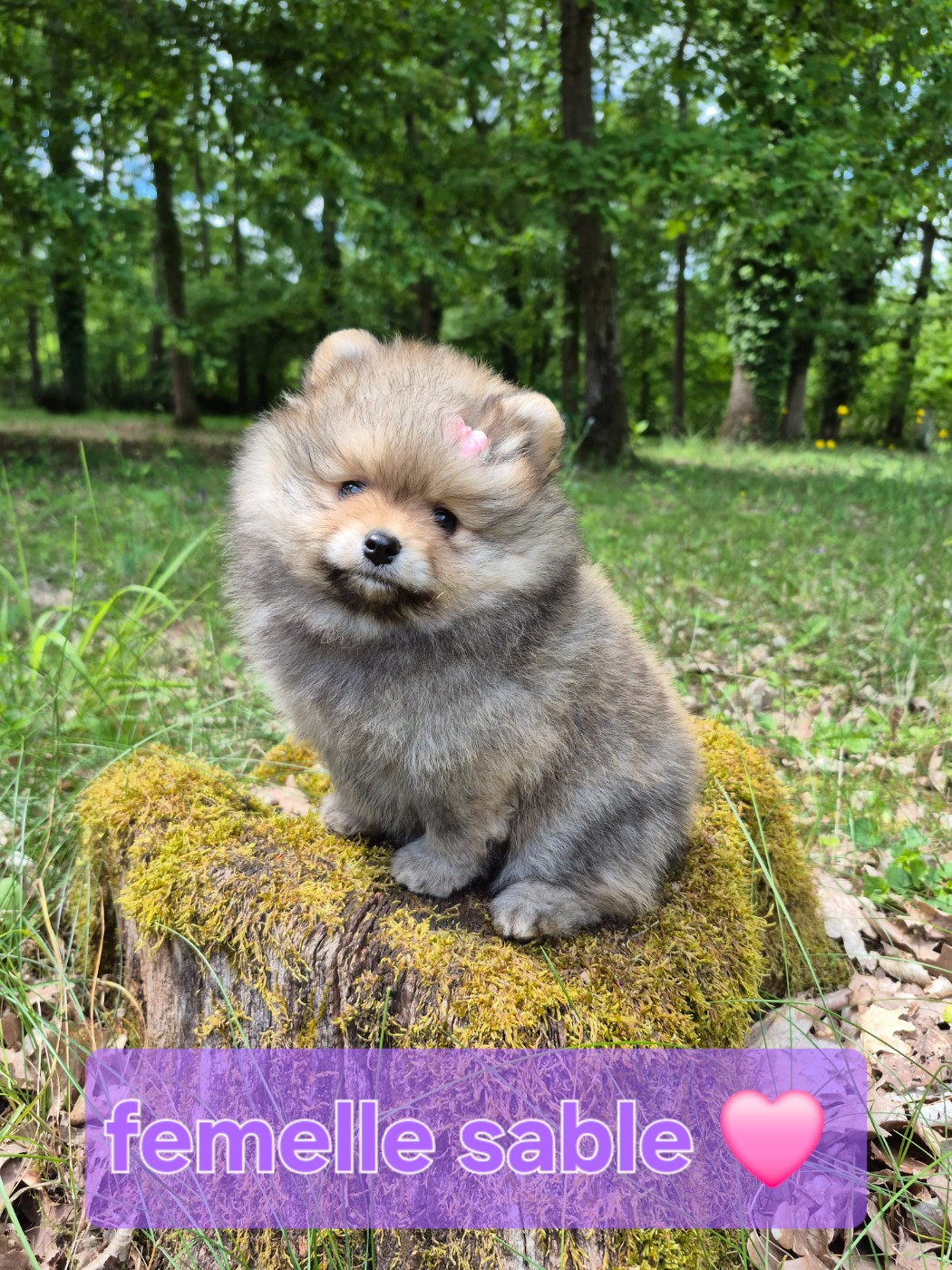 Pascale Bessy - Chiots disponibles - Spitz allemand