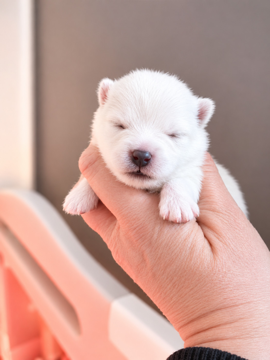 Pascale Bessy - Chiots disponibles - Spitz allemand