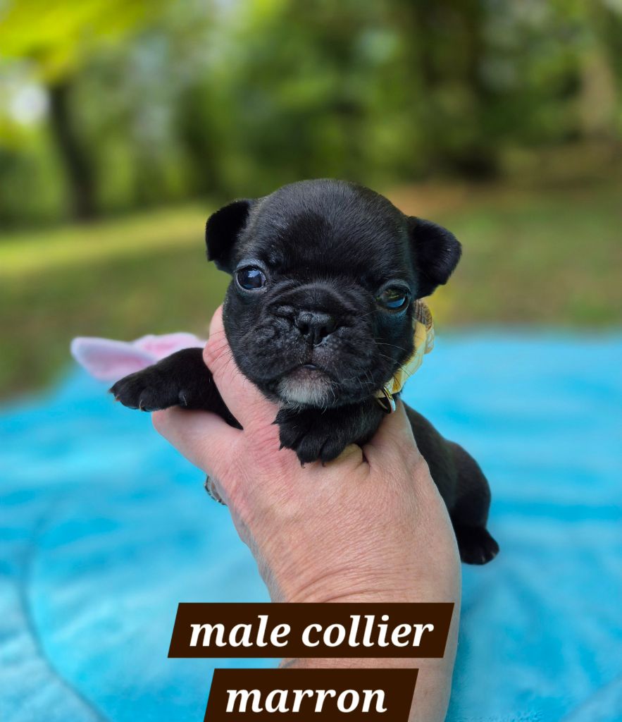 Pascale Bessy - Chiots disponibles - Bouledogue français