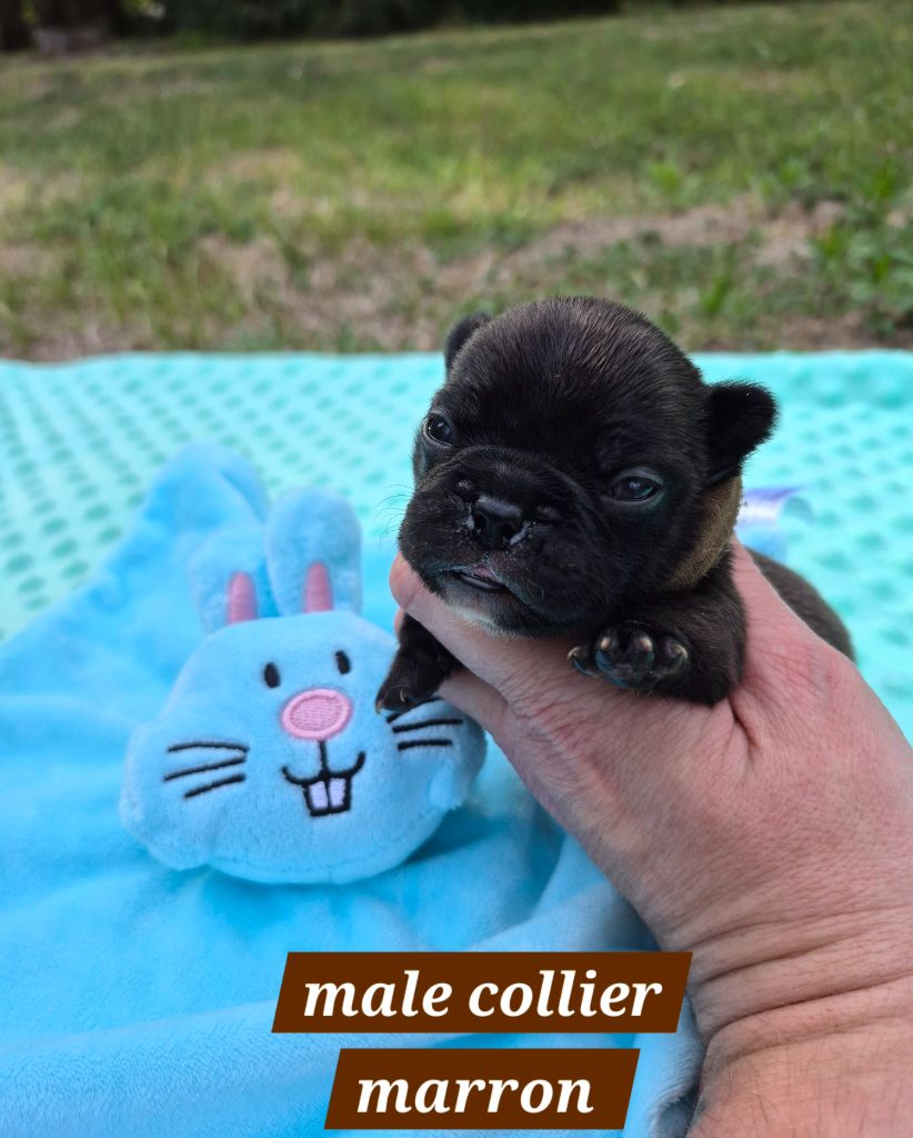 Pascale Bessy - Chiots disponibles - Bouledogue français
