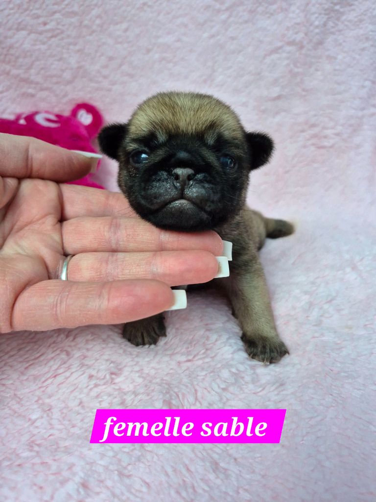 Pascale Bessy - Chiots disponibles - Carlin