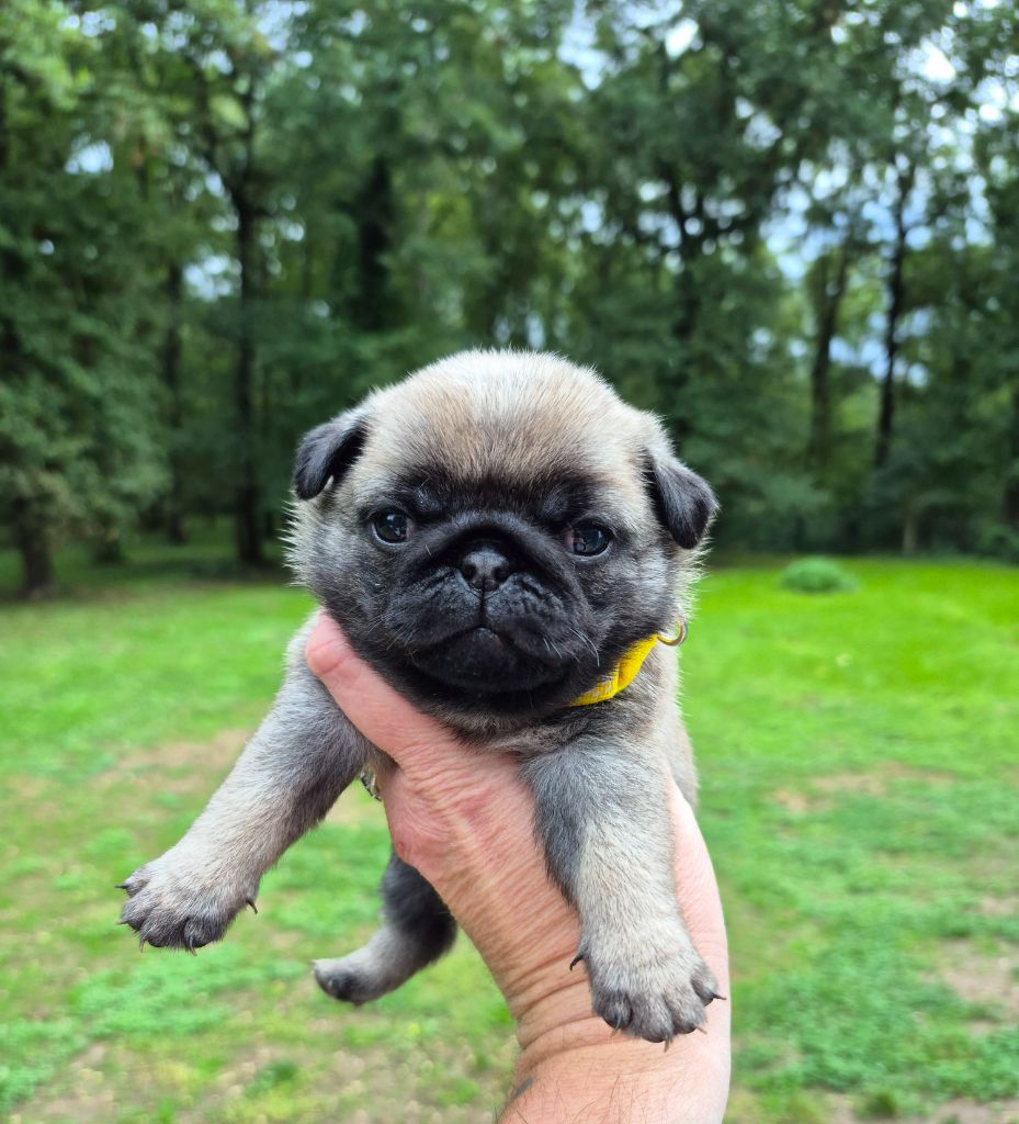 Pascale Bessy - Chiots disponibles - Carlin