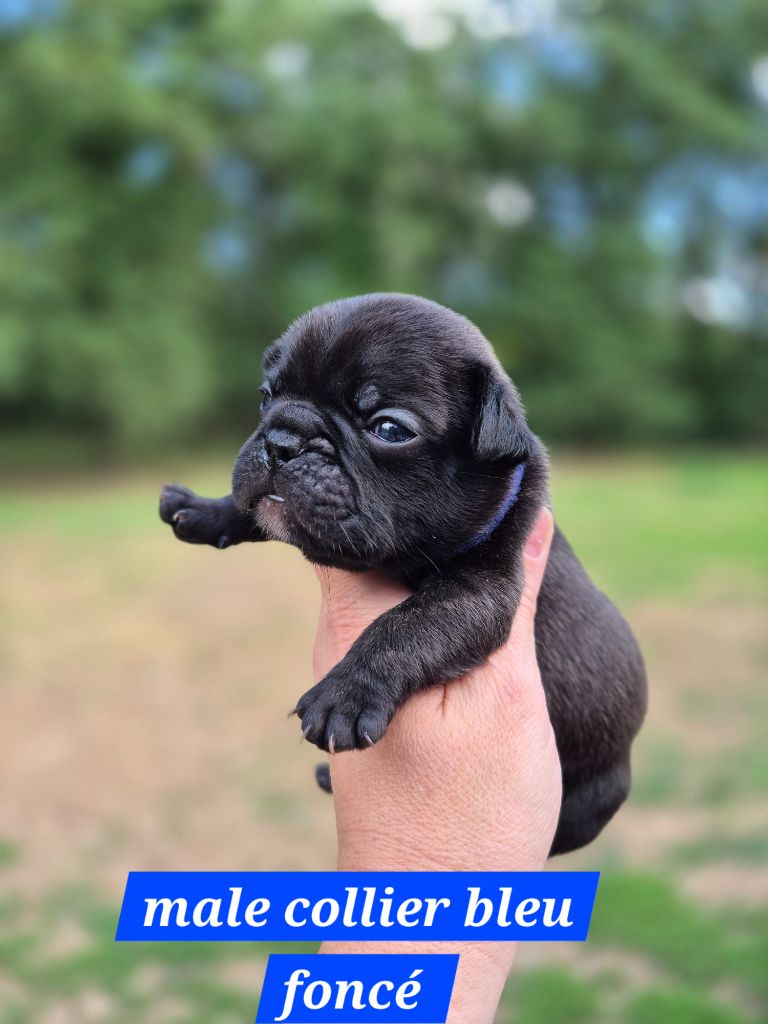 Pascale Bessy - Chiots disponibles - Bouledogue français