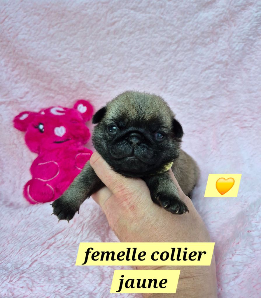 Pascale Bessy - Chiots disponibles - Carlin