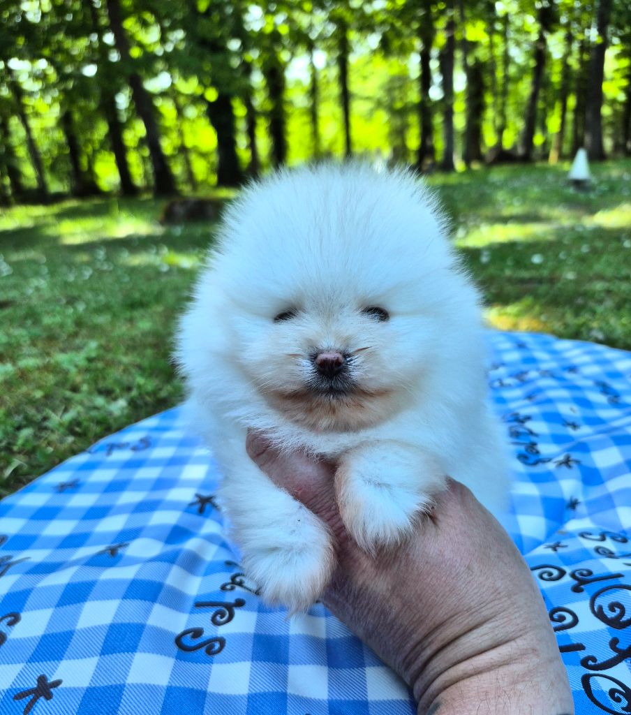 Pascale Bessy - Chiots disponibles - Spitz allemand