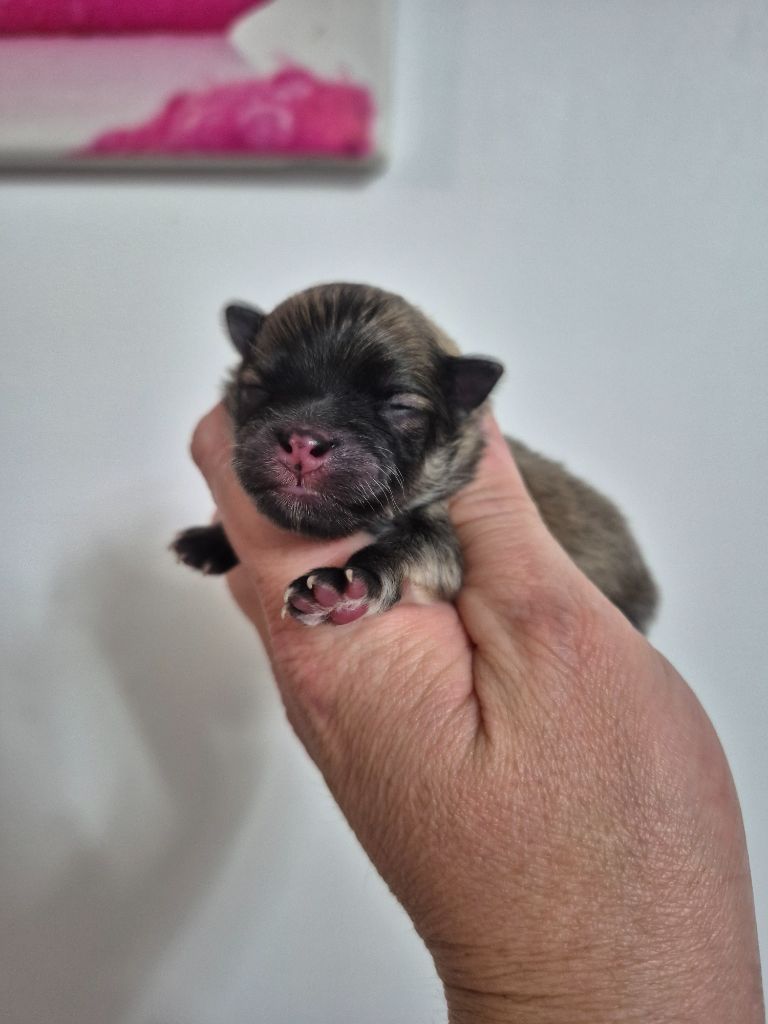 Pascale Bessy - Chiots disponibles - Spitz allemand