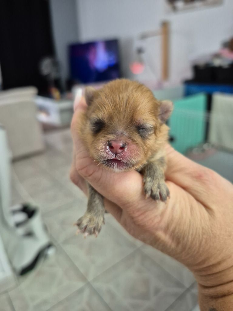 Pascale Bessy - Chiots disponibles - Spitz allemand