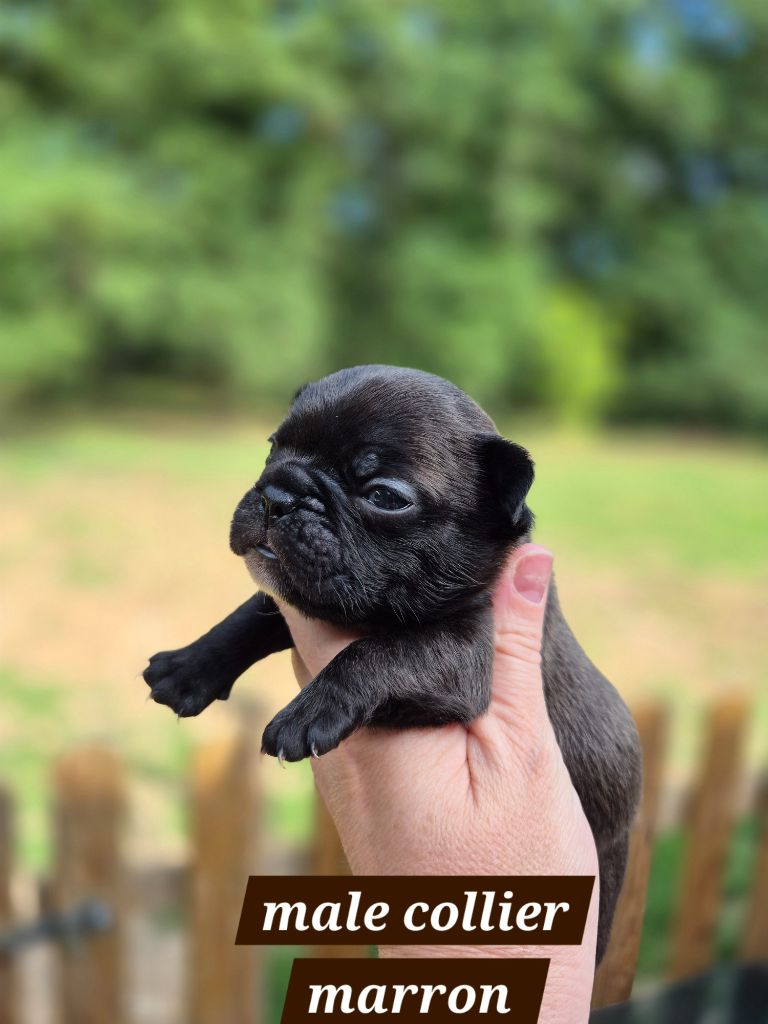 Pascale Bessy - Chiots disponibles - Bouledogue français