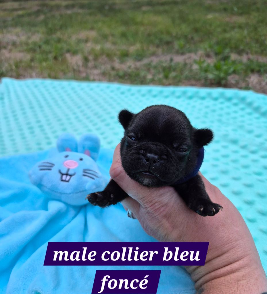 Pascale Bessy - Chiots disponibles - Bouledogue français