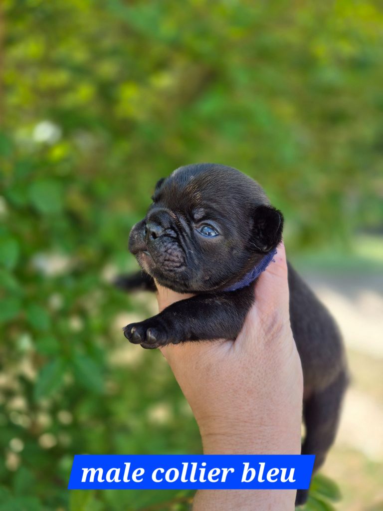 Pascale Bessy - Chiots disponibles - Bouledogue français