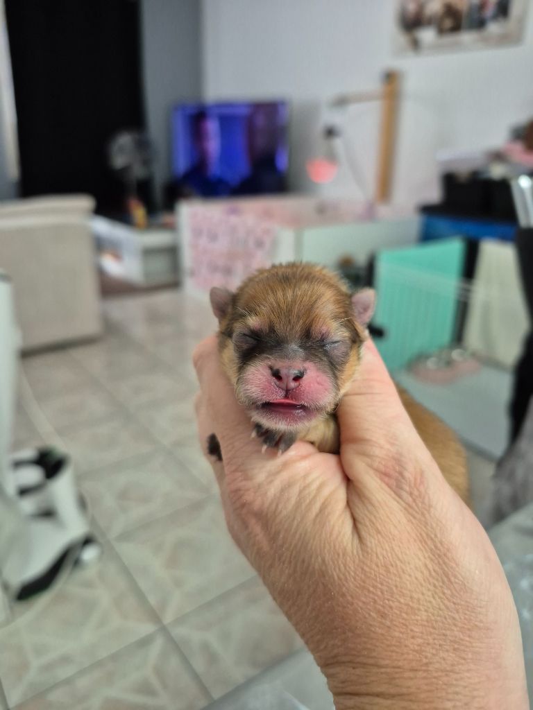 Pascale Bessy - Chiots disponibles - Spitz allemand