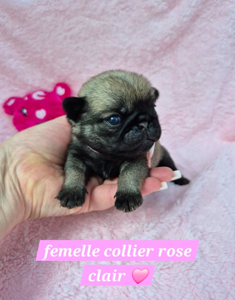 Pascale Bessy - Chiots disponibles - Carlin