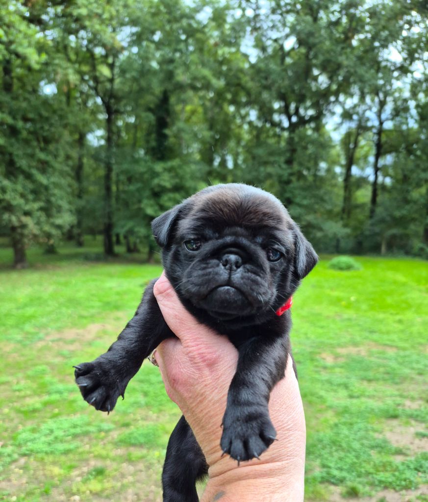 Pascale Bessy - Chiots disponibles - Carlin
