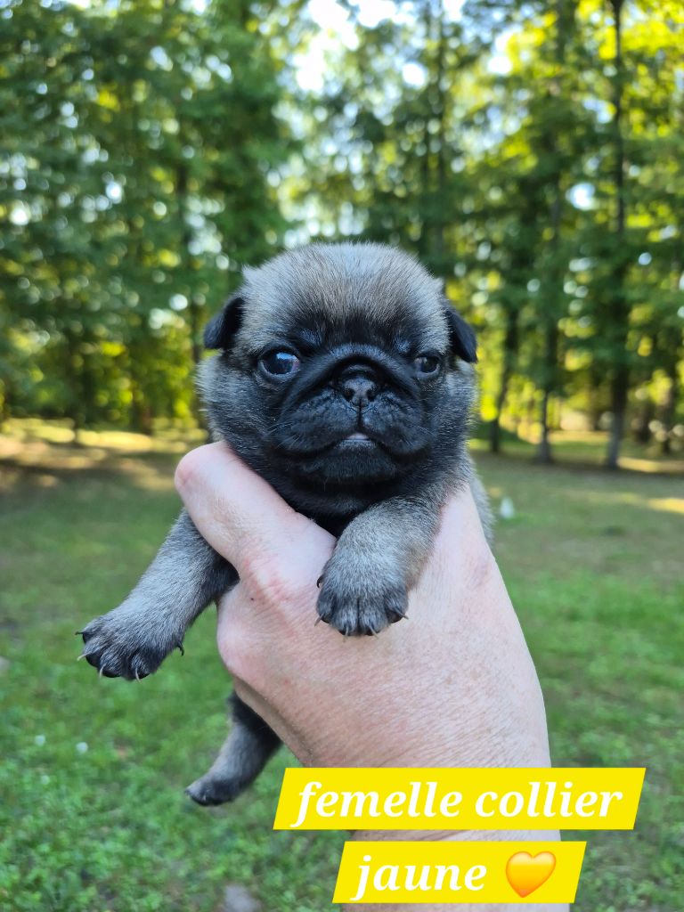 Pascale Bessy - Chiots disponibles - Carlin