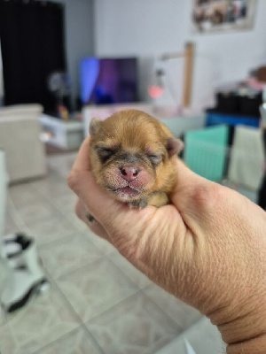 CHIOT Orange 
