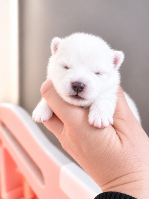 CHIOT 3