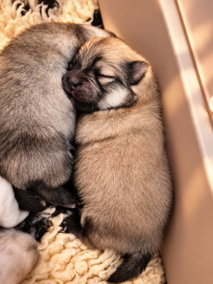 CHIOT 4