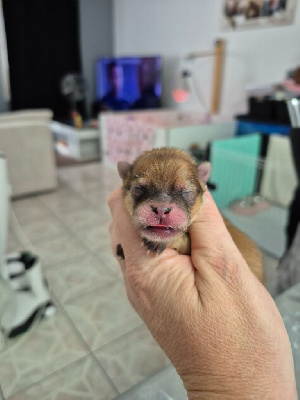 CHIOT Orange 
