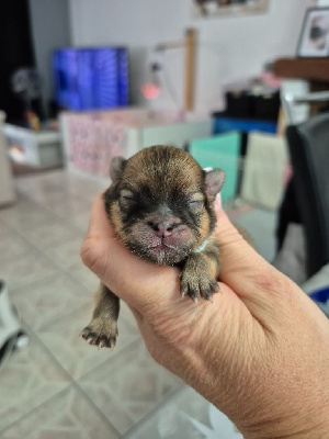 CHIOT Orange 